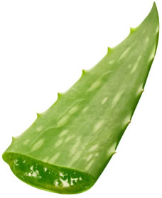 aloe
