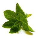 mint